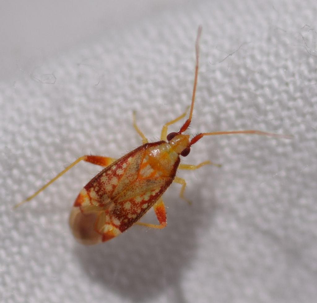 Miridae: Pseudoloxops coccineus,  adulto e ninfa